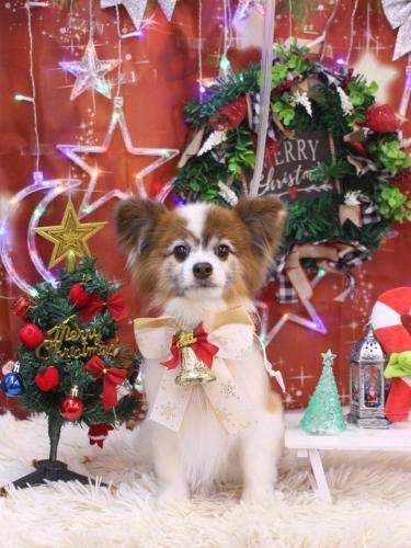 20231223ライムくん